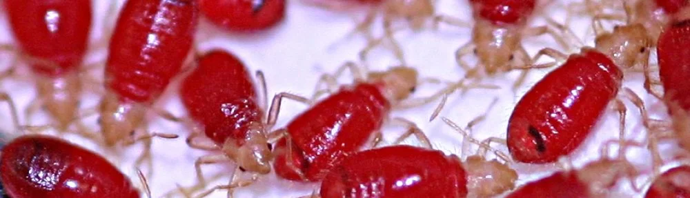 Bed Bug Foundation France